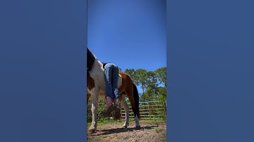 Check pinned comment!! #horse #equestrianjourney #horseenthusiast #equestrian #horsetrack #horsefan