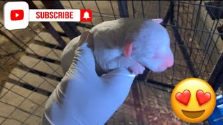 Beautiful Rare All White Pitbull Puppies Marcostvgs Mufasa X Twix