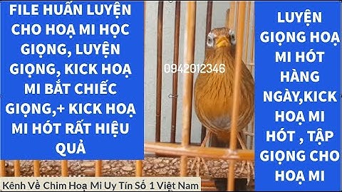 30 phút Luyện Giọng Họa Mi Hót Đấu Căng lửa kích chim bổi cực nhanh, Luyện Giọng chim bổi cực hay