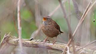 Singing Robin & Wren