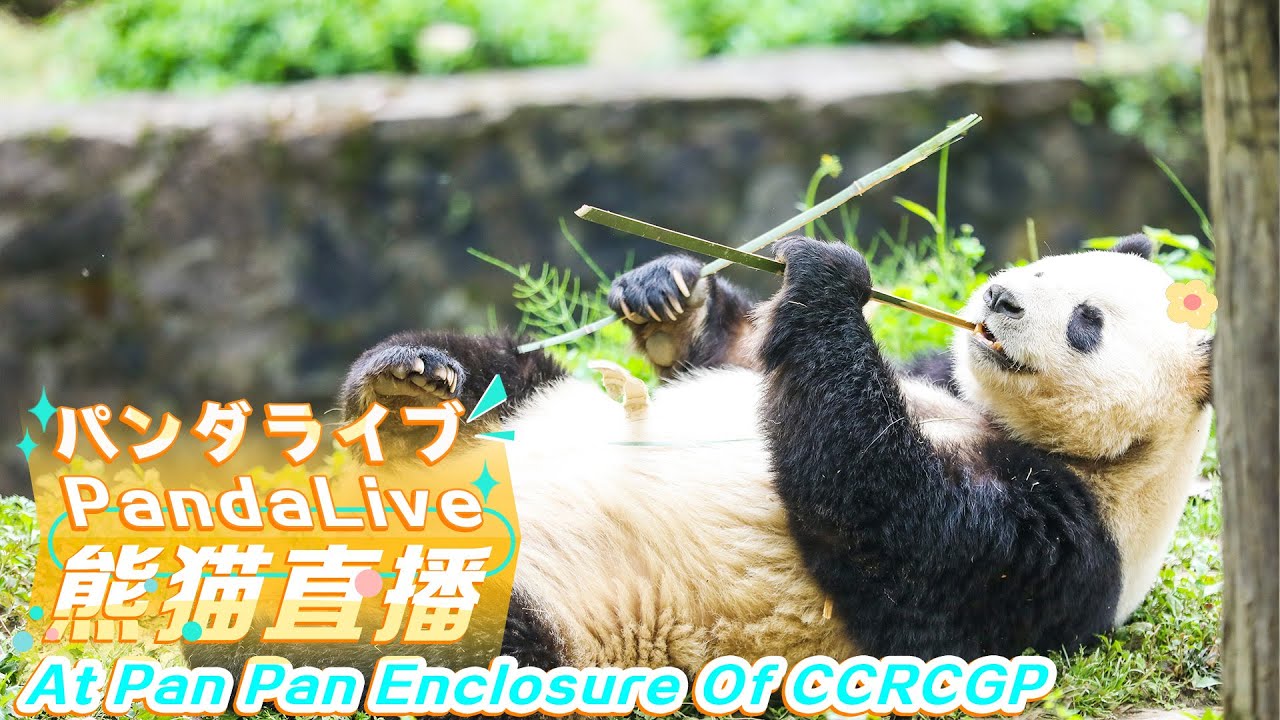 Pan Pan Enclosure: Panda 24/7 HD Live At CCRCGP