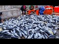 800！Skipjack Tuna Cutting Skills, Skipjack Tuna Massive Catching / 漁港大豐收！鰹魚切割技巧, 鰹魚大量捕撈 - 台灣海鮮