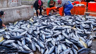800！ทักษะการแล่ปลาทูน่าท้องแถบ, การจับปลาทูน่าท้องแถบขนาดใหญ่ - อาหารทะเลในไต้หวัน