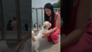 #buhayofwksa my sweet dog #lelozelmixvlog #lelozelmixvlog