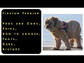 Tibetan Terrier. Pros and Cons, Price, How to choose, Facts, Care, History
