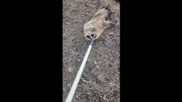 Raccoon Biting A Dispatch Pole , Not Happy ! #Raccoon  #Trapping  #FarmLife