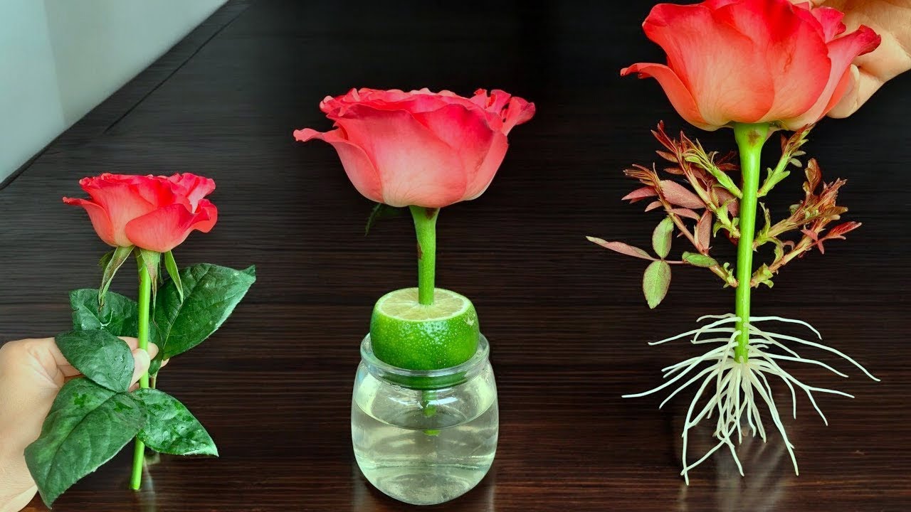Just Lemon! Red Roses Suddenly Sprouted Roots Like Crazy Overnight Super Fast