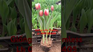 Timeless tulip variety, strong plants, easy to grow #hoaquocviet #tulip #tulipbulbs #ornamentalpl... Timeless tulip variety, strong plants, easy to grow #hoaquocviet #tulip #tulipbulbs #ornamentalpl...