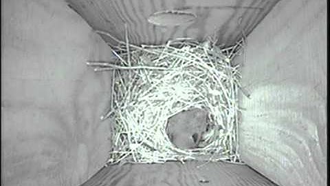 House Wren Nesting - May 8, 2014 - Second Egg