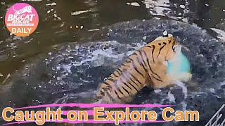 Sunday morning swim with Dutchess tiger at Big Cat Rescue.