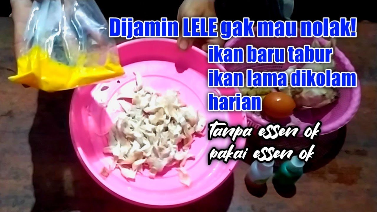 Ini dia rajanya umpan ikan lele harian dan ikan baru tabur. Terbukti!