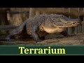 Миссисипский аллигатор (лат. Alligator mississippiensis)