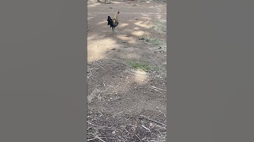 Kuv tus noob qaib qus daj muaj 6 hli lawm