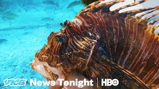 The Invasive, Venomous Lionfish Is Killing Atlantic Reefs (HBO)