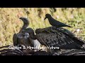 Birds of India | Birds of Uttarakhand | Griffon & Himalayan Vulture | Scavenging on a dead Buffalo