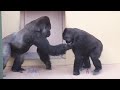 Silverback Gorilla Shows Interest In A Female | Shabani | Higashiyama Zoo