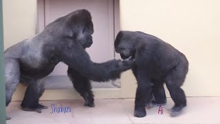 Огромный самец гориллы приглашает самку на свидание | Шабани | Зоопарк Хигашияма
