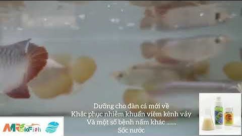 Dưỡng bệnh cho cá đàn bằng chế phẩm MRBIO