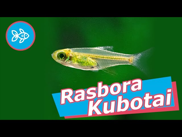 Matuclas Rasbora Tipos De Rasboras