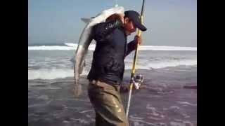 Pêche de courbine au sahara marocine