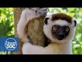 Madagascar. Los Hijos de Lemuria | Documental Completo (Original)