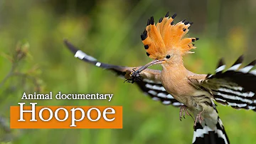 Hoopoe [Animal Documentary]