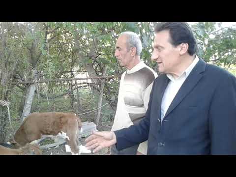 Video: F2 nəslini necə edirsiniz?