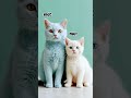 #song #hindisong #newsong #viralshort #comdeymemes #likeandsubscribe #bolleywoodsong #catshorts
