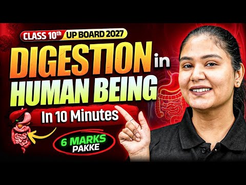 Digestion in Human Being Class 10 Science in 10 Minutes | UP Board 2027 ✅