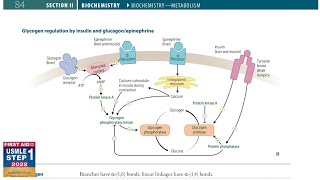 Glycogen Regulation by insulin and Glucagon/Epinephrine | Biochemistry # 23 | First Aid USMLE Step 1