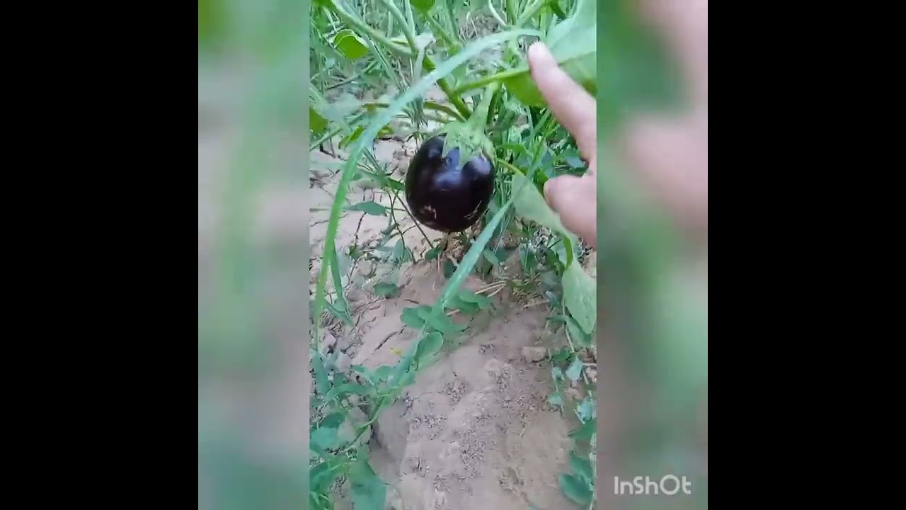 خريجة الغابة زاوية املكيس 🍀🌴🌳☘️ جهة درعة تافيلالت