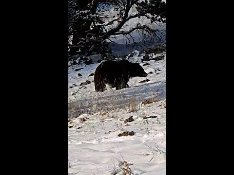 곰이닷!!! Is it Grizzly Bear or Black Bear? Yellowstone National Park