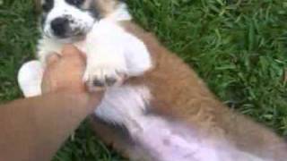 saint bernard x german shepherd