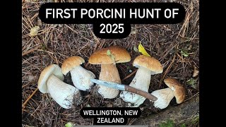 First Porcini Hunt of 2025 - Wellington, New Zealand First Porcini Hunt of 2025 - Wellington, New Zealand
