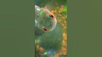 Cập nhật cá lóc form keo phần 1