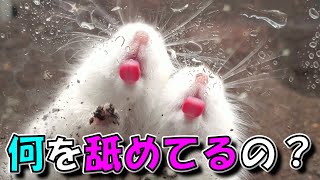 ペロペロしてるのは土飼育ならではの・・・？【ハムスター/かわいい/飼い方/ペット/小動物/Keeping a hamster in the soil】