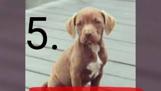 Top 5 Intelligent Dog Breeds