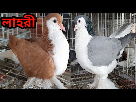 Original Lahore Sirazi Pigeon | Smart Pigeon Loft | DANIEL Pigeon Farm In Dhaka
