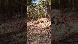 Live Bangal Tiger Jim Corbet National Park Ramnagar Uttrakhand