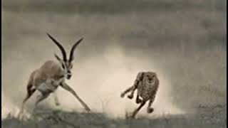 How A Cheetah Uses It’s Tail