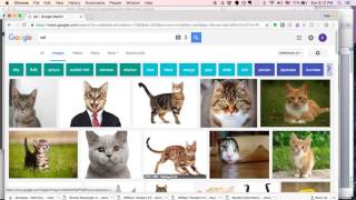 Google Image Search screenshot 3