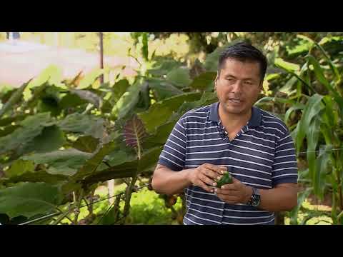 Video: Control de plagas de las frutas de naranjilla: cómo detener los insectos que comen naranjilla