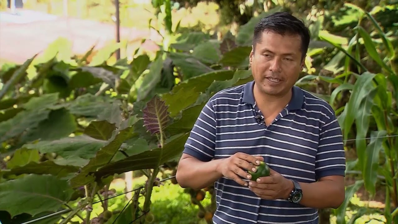 Solución a tres plagas y enfermedades del lulo - La Finca de Hoy