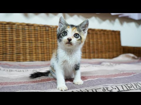 三毛猫~断捨離中~（感謝） 投稿させて頂いていた迷子猫見つかりました！ おうちに居た