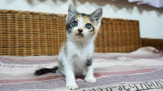 三毛子猫ですがなにか子猫保護から巣立ちまでの成長記録