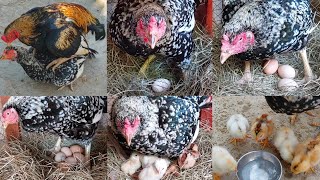 Most beautiful hen hatched chicks today | Masha Allah 8 chicks have hatched