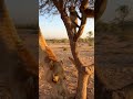 Wild Arena | Camel vs Lion – Ultimate Desert Showdown (8K Ultra Realistic)