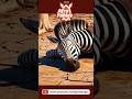 Zebra A Guardiã Do Poço é Enganada Por CoelhoAstuto