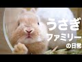 うさぎ親子4羽の日常　生後22日 #71【Rabbit family's daily life】