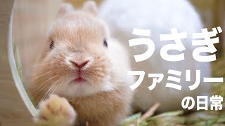 うさぎ親子4羽の日常 生後22日 #71【Rabbit family's daily life